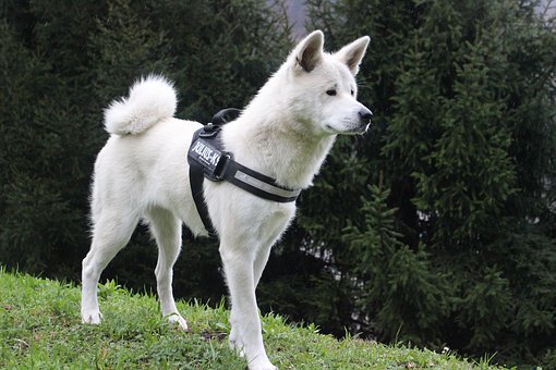 akita pes